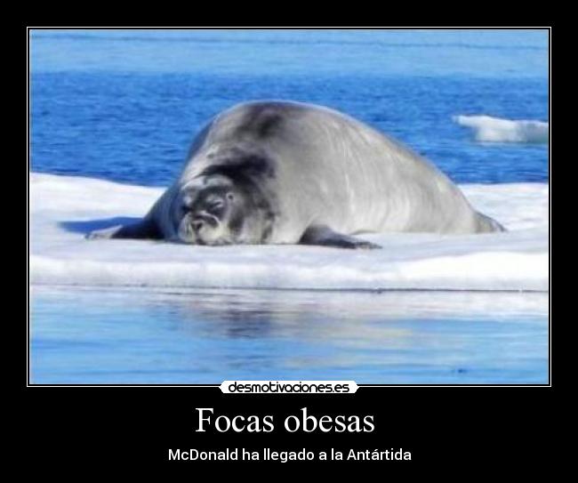 Focas obesas -