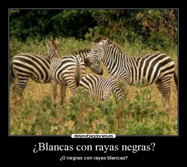 carteles cebra cuestion desmotivaciones