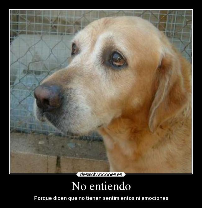 No entiendo -