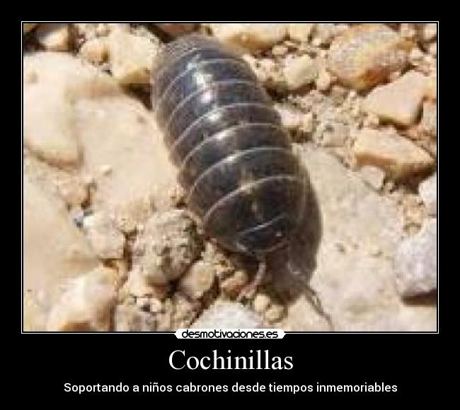 Cochinillas - 