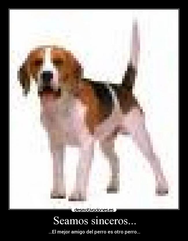 Seamos sinceros... - ...El mejor amigo del perro es otro perro...
