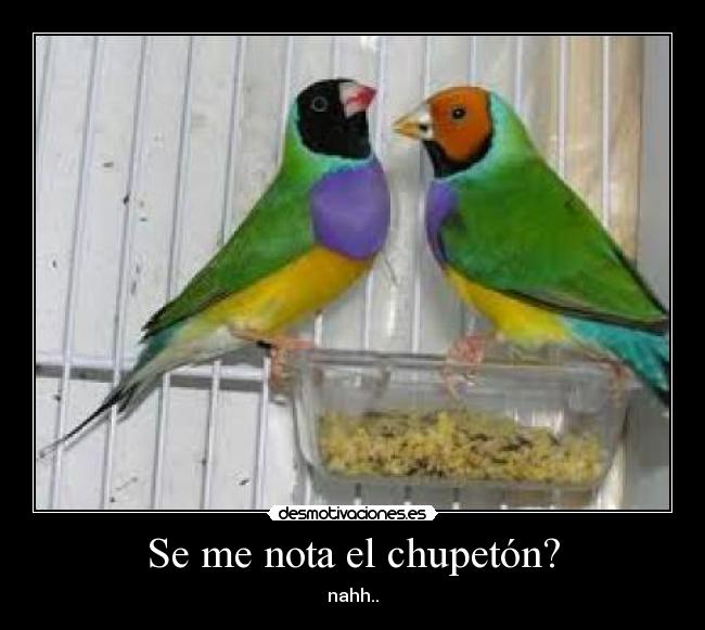 Se me nota el chupetón? - 