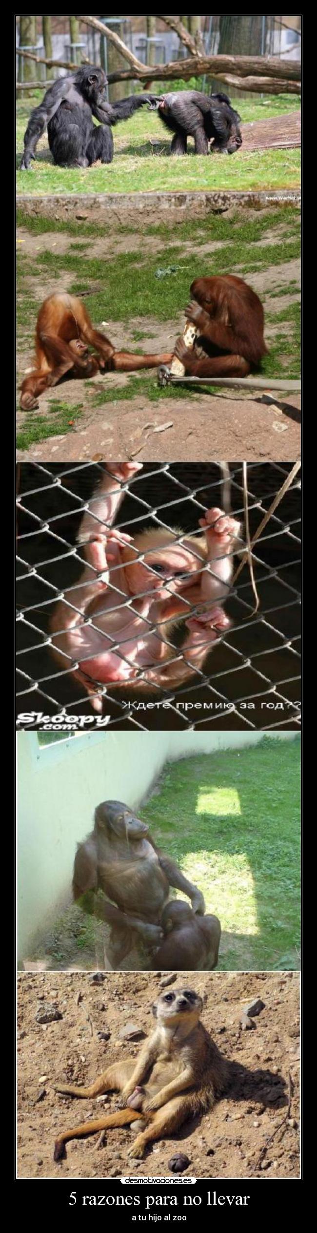 5 razones para no llevar - a tu hijo al zoo