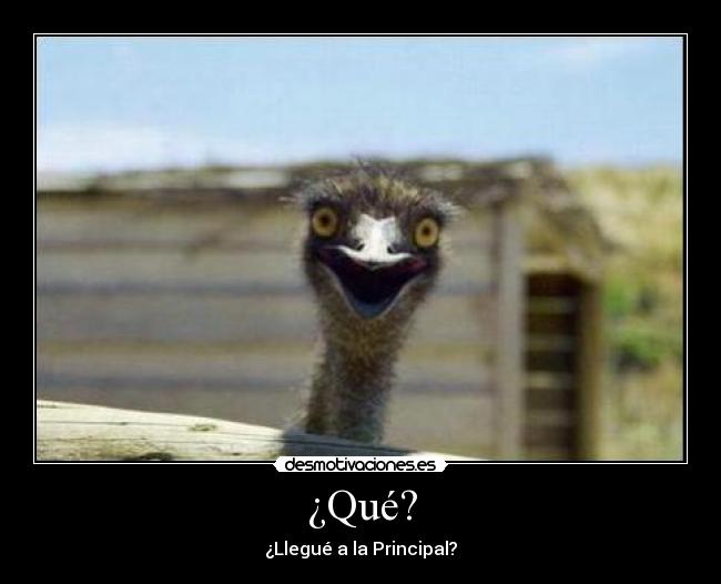 ¿Qué? - 