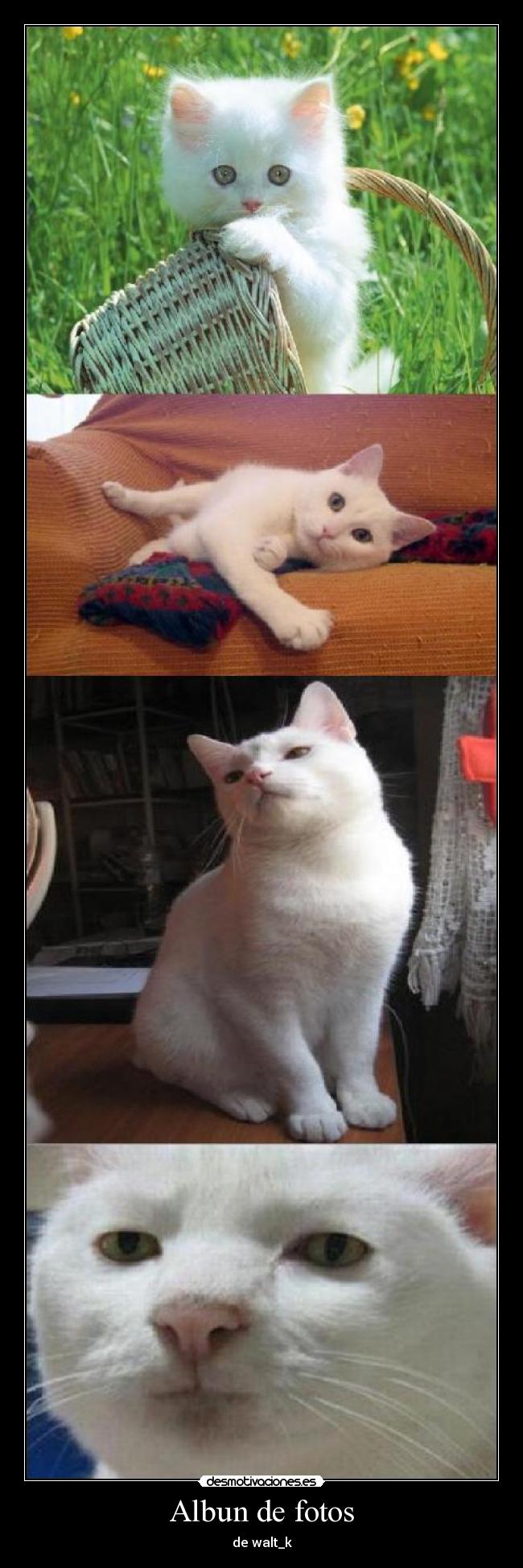 Albun de fotos - de walt_k