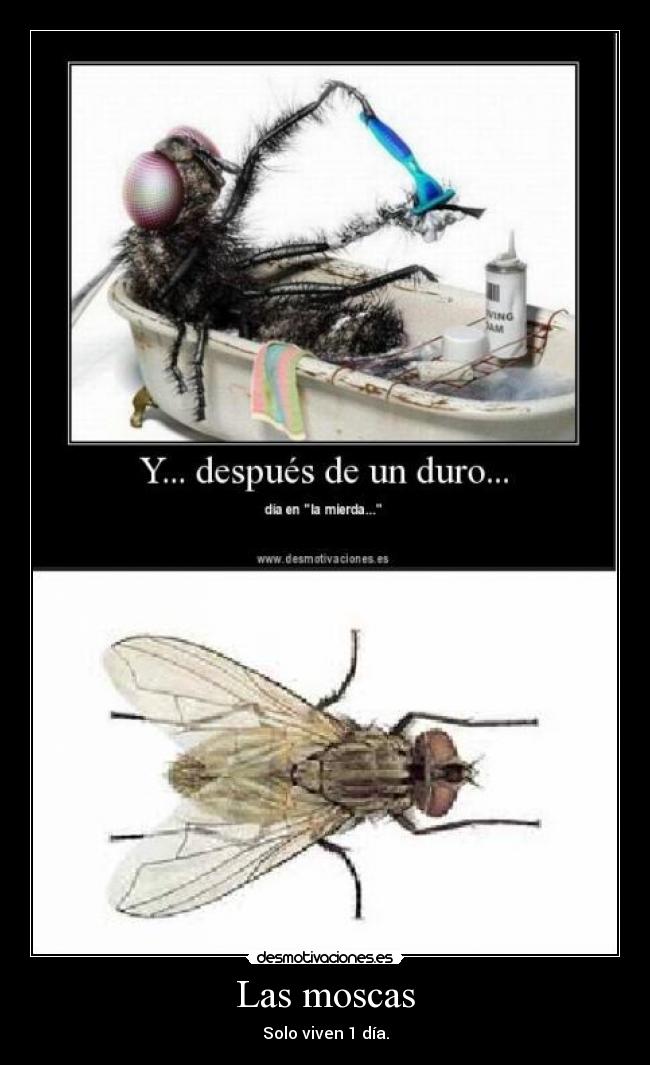 carteles las moscas desmotivaciones