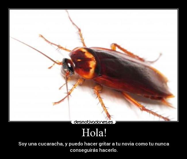 carteles cucarachas desmotivaciones