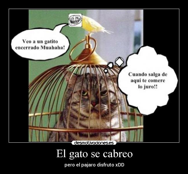 El gato se cabreo - 