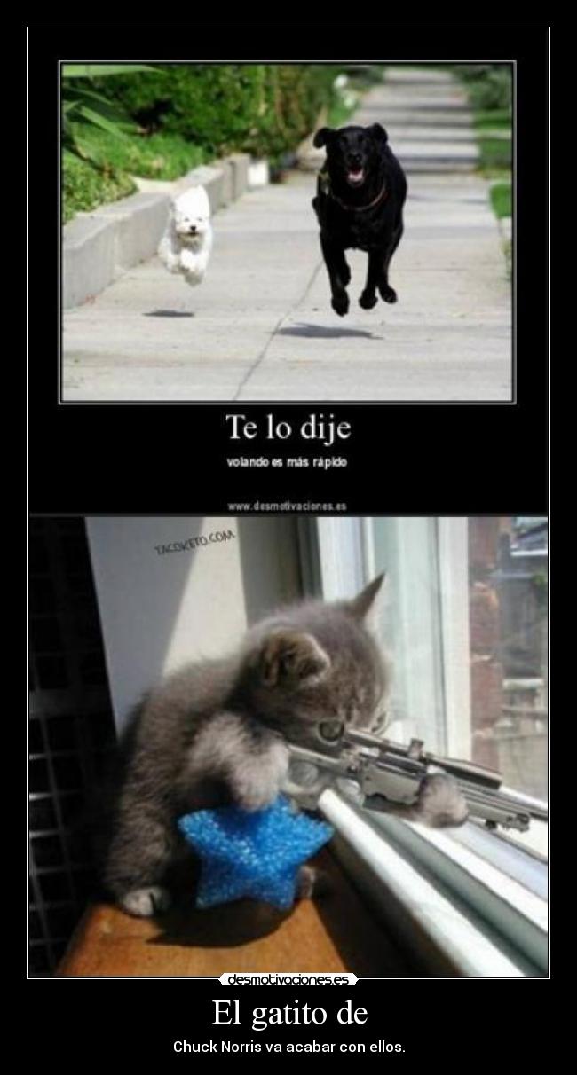 El gatito de - Chuck Norris va acabar con ellos.