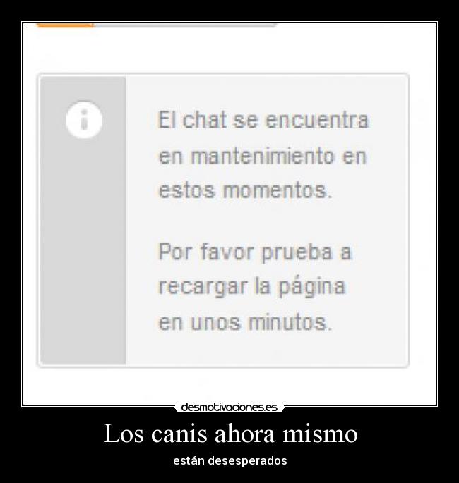 Los canis ahora mismo - están desesperados