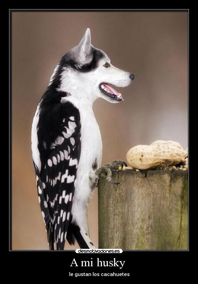 A mi husky  - le gustan los cacahuetes