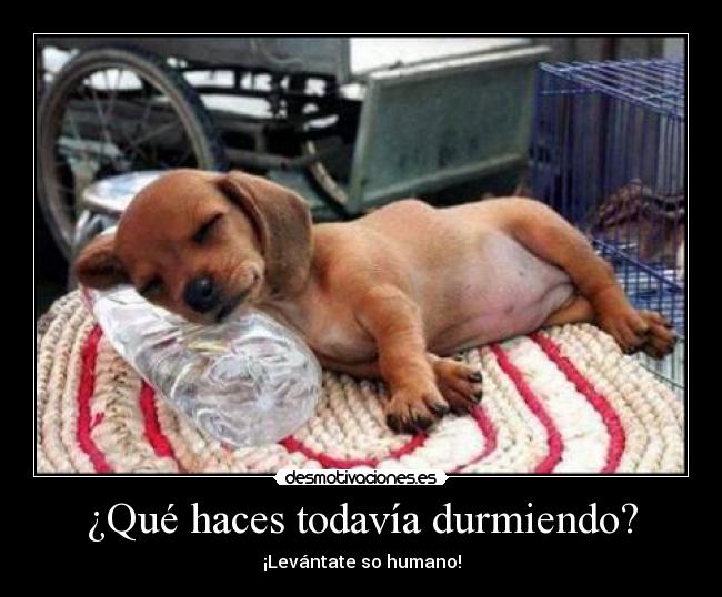 carteles perro desmotivaciones