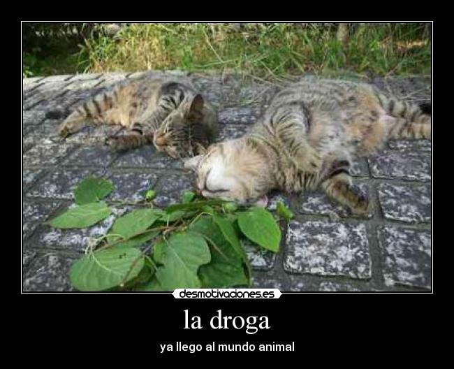 la droga -