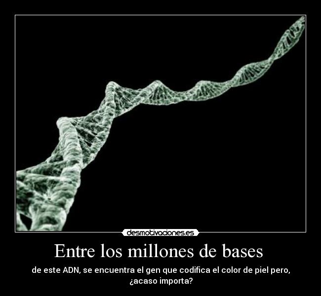 Entre los millones de bases - de este ADN, se encuentra el gen que codifica el color de piel pero,
¿acaso importa?