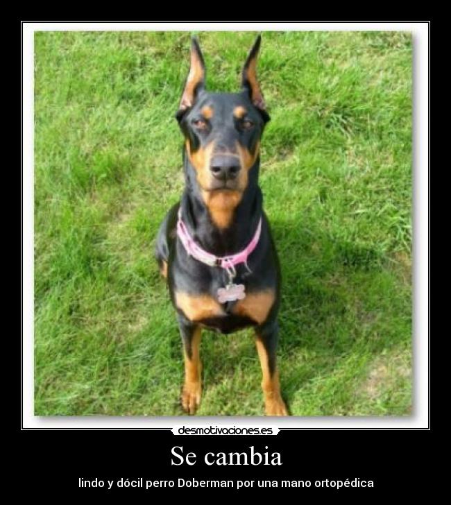 Se cambia - lindo y dócil perro Doberman por una mano ortopédica
