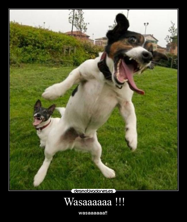 Wasaaaaaa !!! - wasaaaaaa!!