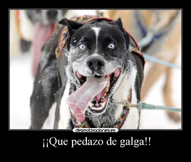 ¡¡Que pedazo de galga!! -