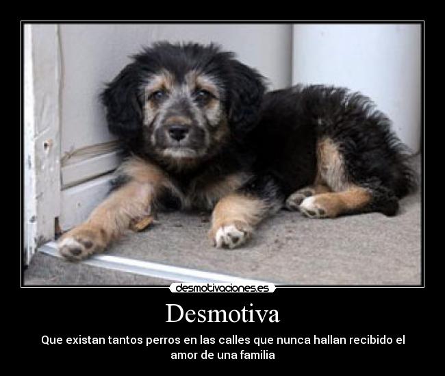 carteles desmotiva perros callejeros cuidenlos desmotivaciones amor familia desmotivaciones