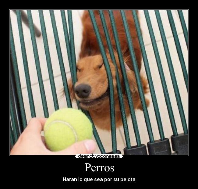 Perros - Haran lo que sea por su pelota