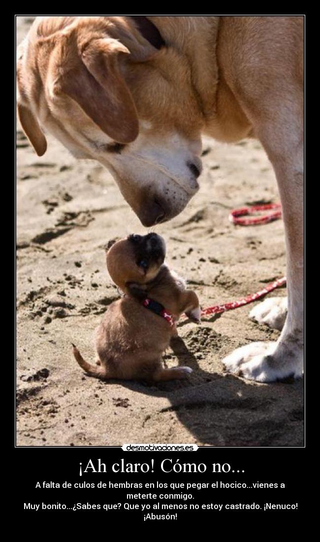 carteles perro grande castrado abusa cria desmotivaciones