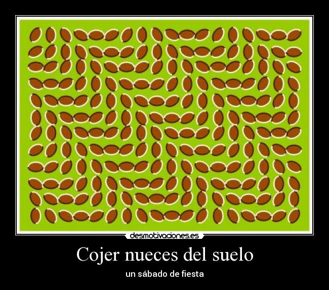 Cojer nueces del suelo - un sábado de fiesta