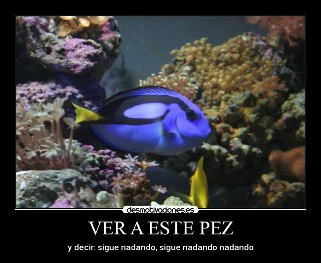 VER A ESTE PEZ -