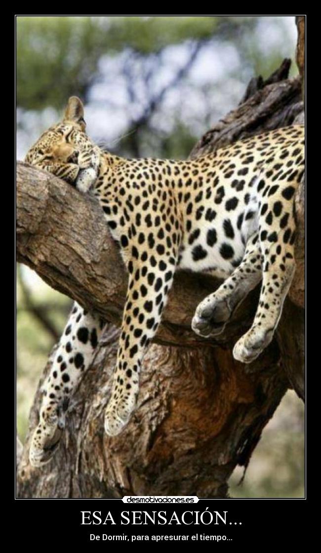 carteles dormir desmotivaciones