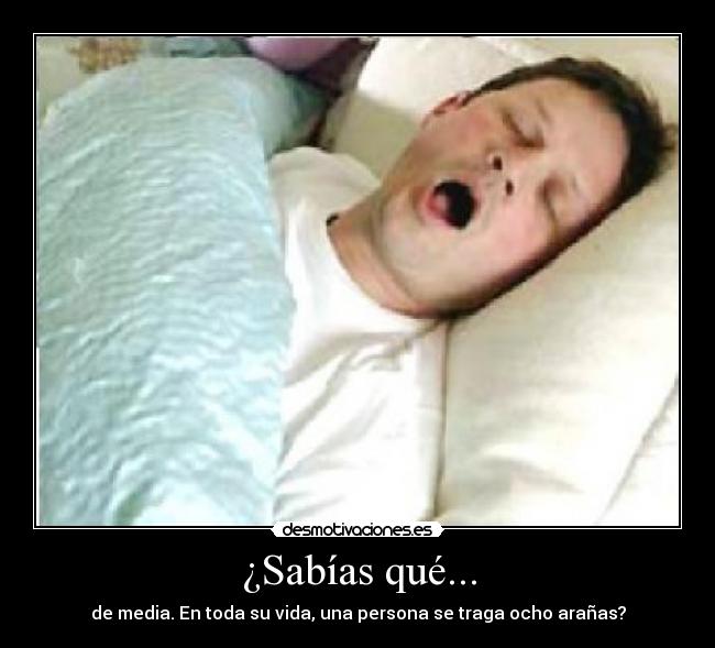 ¿Sabías qué... - de media. En toda su vida, una persona se traga ocho arañas?