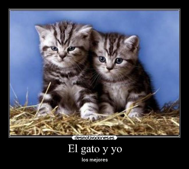 El gato y yo -