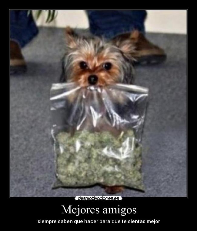 Mejores amigos - siempre saben que hacer para que te sientas mejor