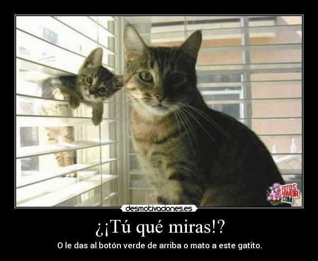 ¿¡Tú qué miras!? - O le das al botón verde de arriba o mato a este gatito.