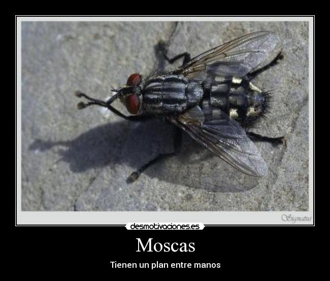 Moscas - 