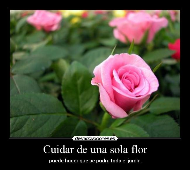 Cuidar de una sola flor - puede hacer que se pudra todo el jardín.