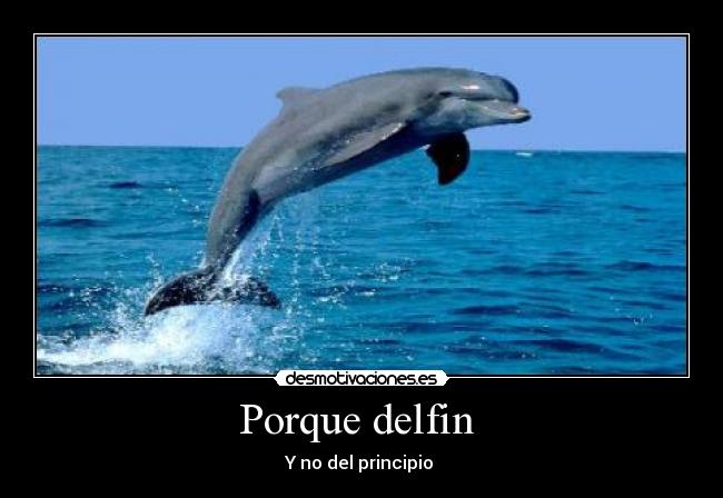 Porque delfin -