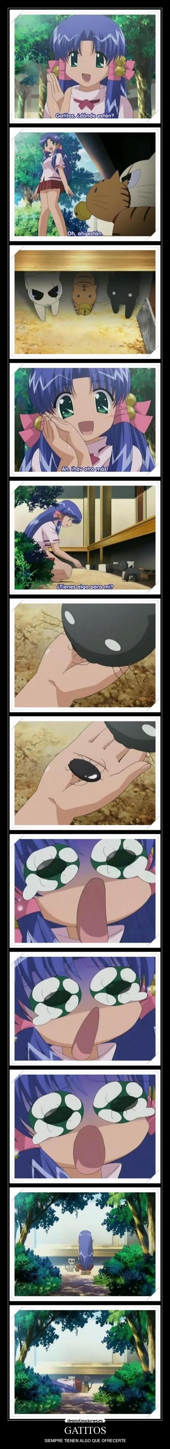 GATITOS - 