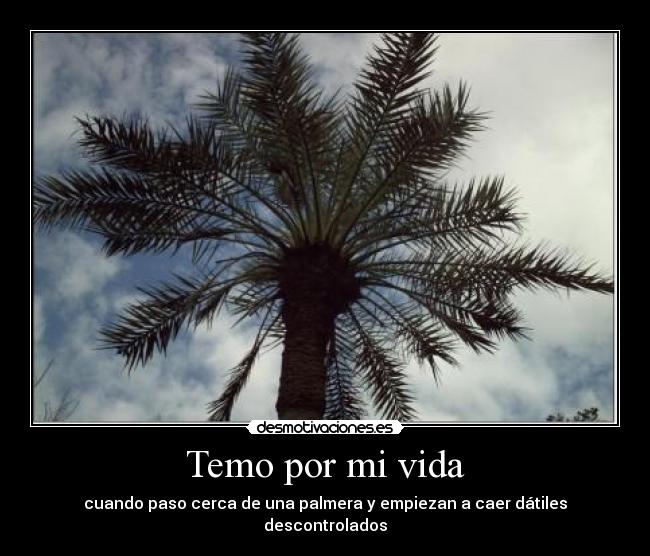 Temo por mi vida - cuando paso cerca de una palmera y empiezan a caer dátiles descontrolados
