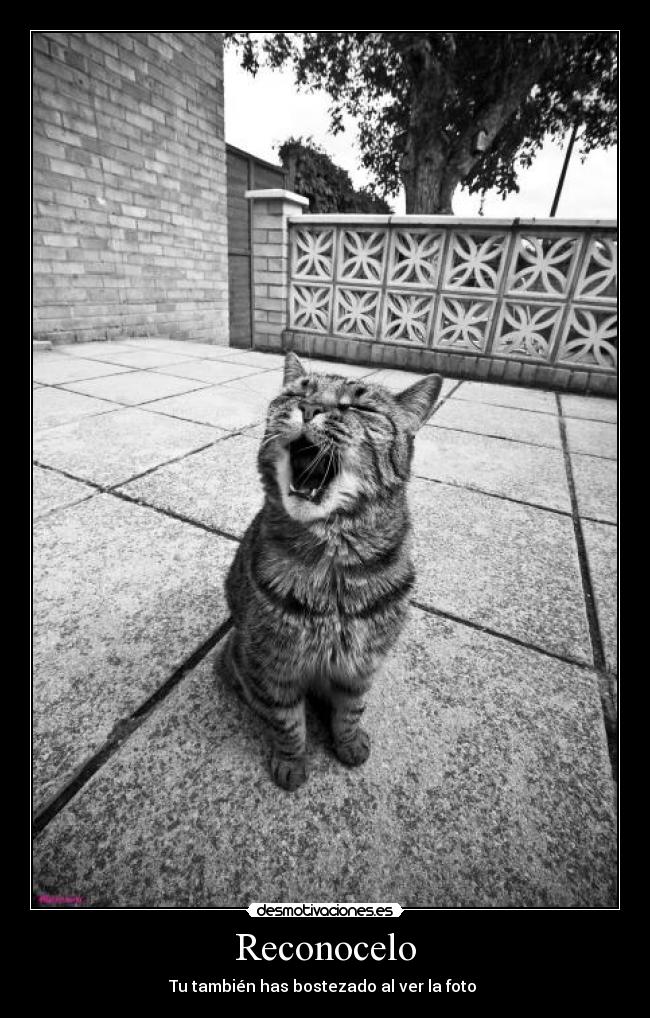 Reconocelo - 