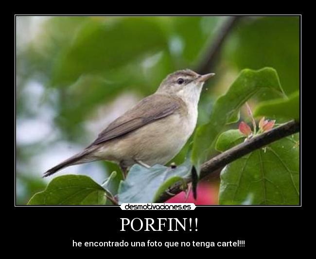 carteles pajaros desmotivaciones