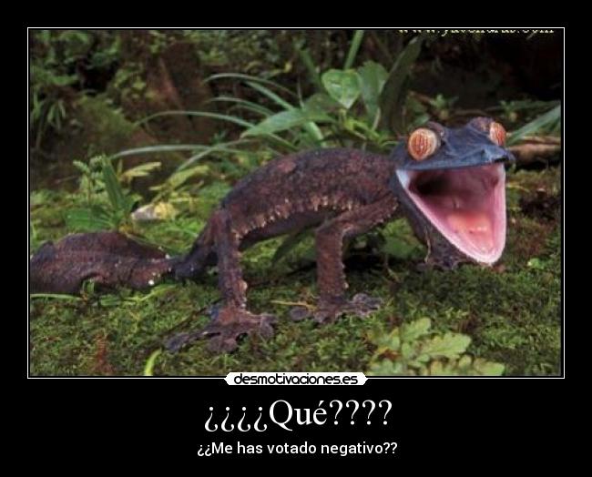 ¿¿¿¿Qué???? - ¿¿Me has votado negativo??