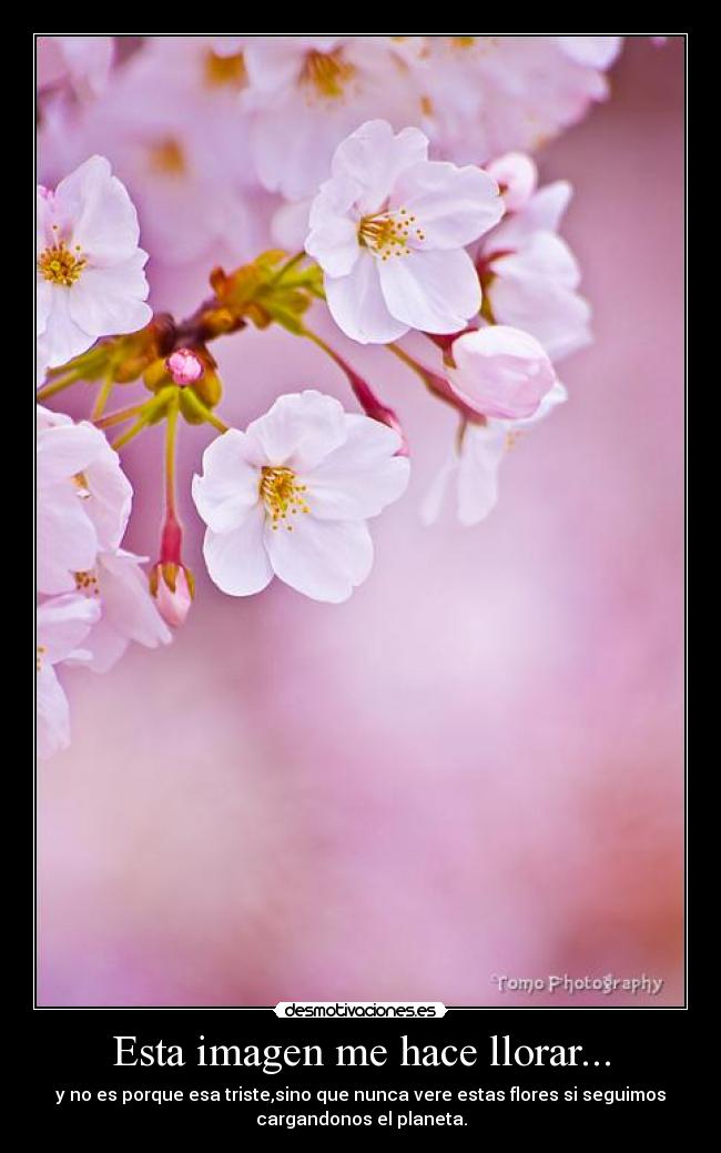 Esta imagen me hace llorar... - 