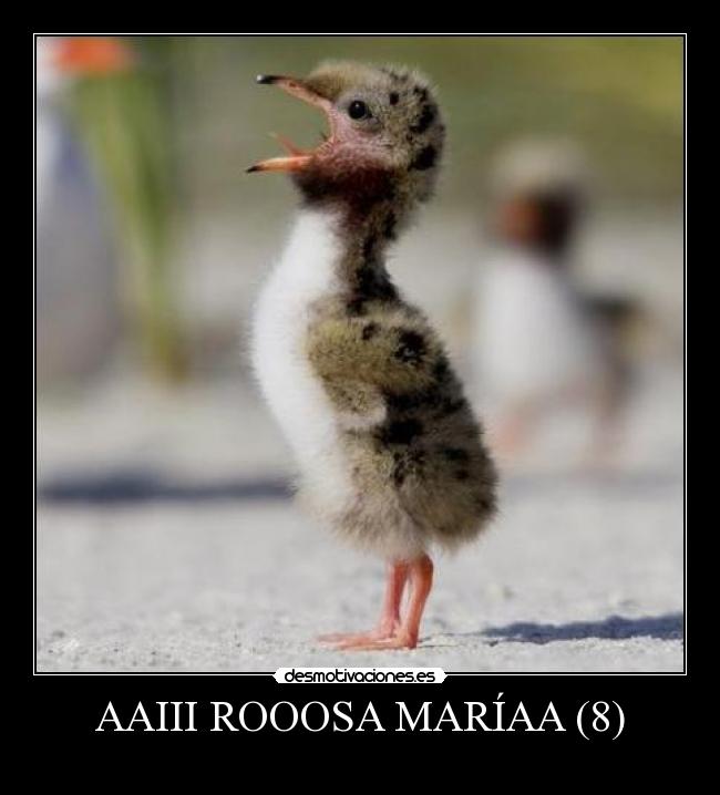 AAIII ROOOSA MARÍAA (8) - 