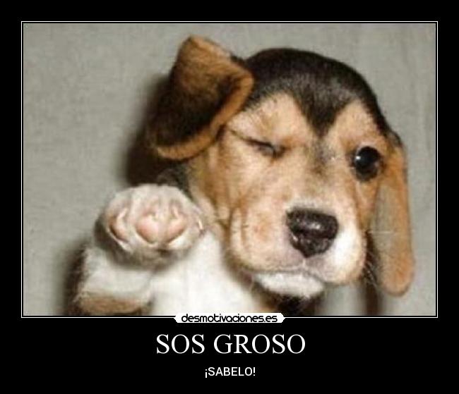 SOS GROSO -
