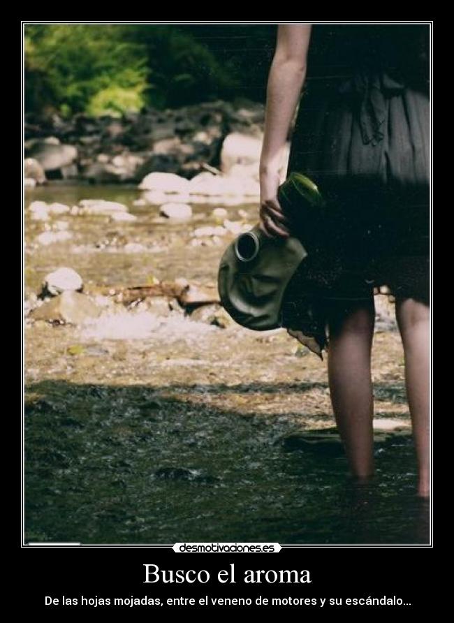 Busco el aroma - 