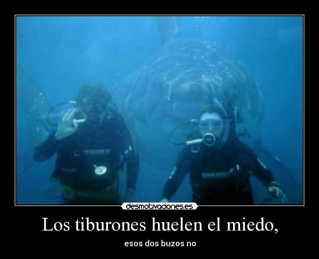 carteles miedo los tiburones huelen miedo desmotivaciones
