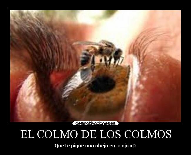 carteles abeja desmotivaciones