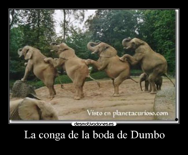 La conga de la boda de Dumbo -