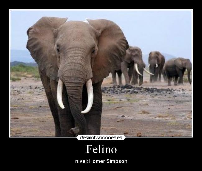 Felino - nivel: Homer Simpson