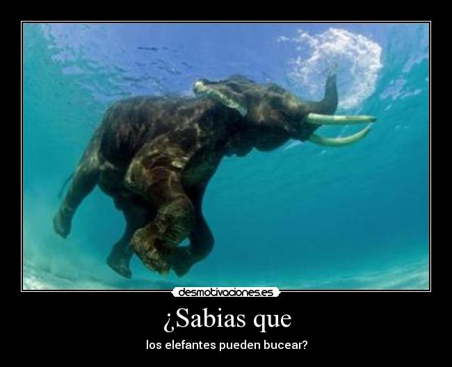 ¿Sabias que - los elefantes pueden bucear?