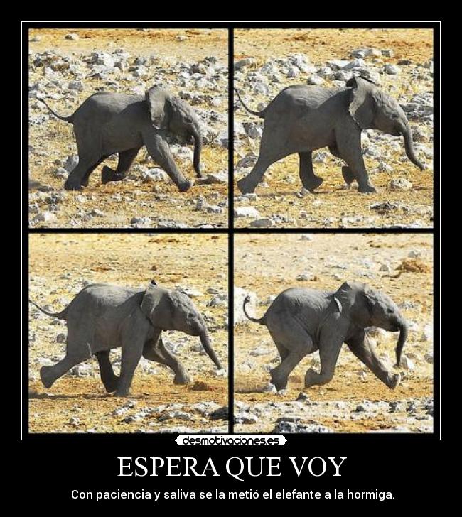 ESPERA QUE VOY - Con paciencia y saliva se la metió el elefante a la hormiga.