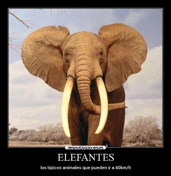 ELEFANTES - los tipicos animales que pueden ir a 40km/h